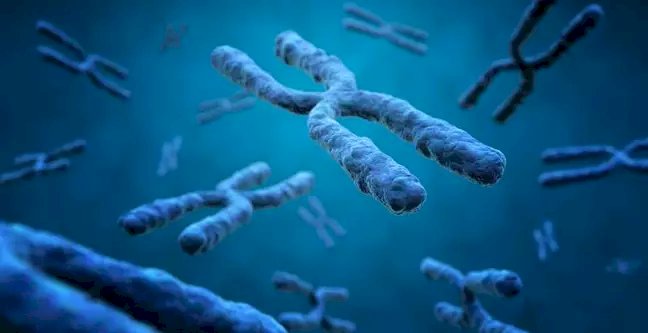 Perda do cromossomo Y pode ser causa dos homens viverem menos que as mulheres