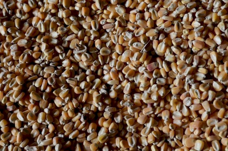 Anec eleva projeção para exportação de milho do Brasil em julho
