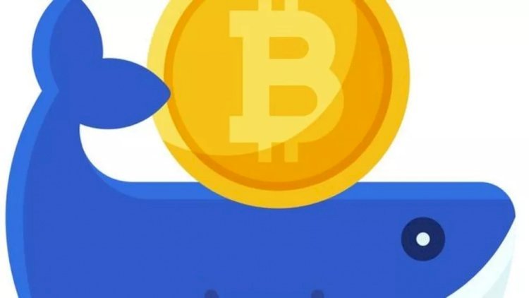 Quem são os investidores 'camarão' e 'baleia' que tentam salvar o bitcoin do colapso