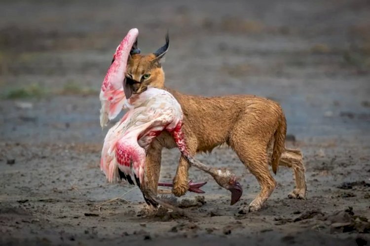 Foto de gato selvagem caçando flamingo ganha prêmio de imagens de natureza; veja outras premiadas