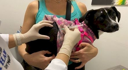 Entenda a importância da vacinação de cachorros