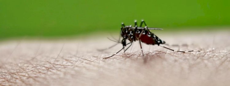 Vacina contra dengue recebe recomendação para aprovação na Europa