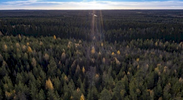Besouros arrasam florestas boreais do norte da Finlândia devido ao aquecimento global