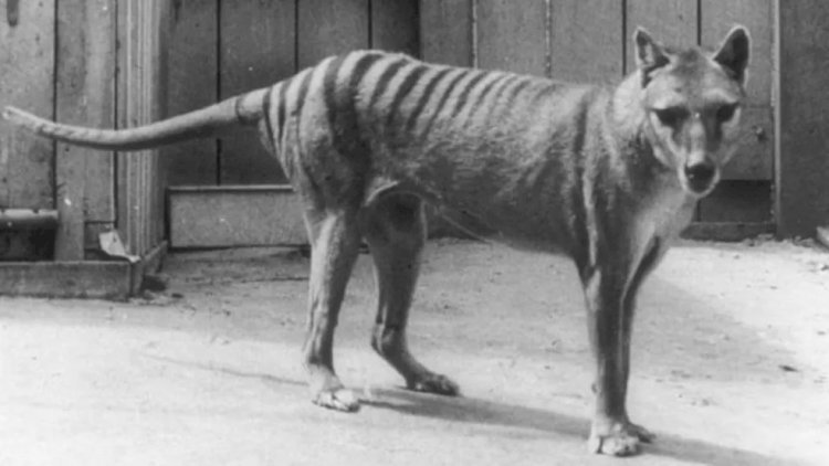 Restos do último tigre-da-tasmânia tidos como perdidos são achados em gaveta após 85 anos