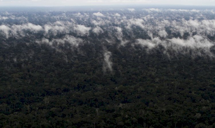 Reino Unido pode se juntar ao Fundo Amazônia, diz ministra britânica