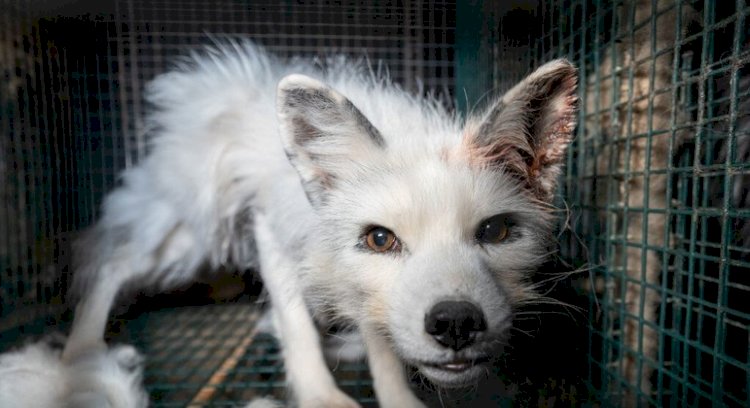 Doentes e engaioladas: raposas são criadas na Finlândia para o mercado internacional de pele