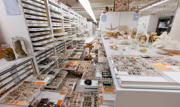 Museu Nacional integra estudo sobre 73 coleções de história natural