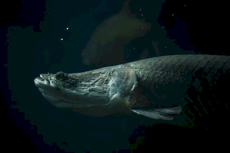 Pirarucu (ou paiche): o peixe nativo da Amazônia que virou ameaça em rios da região onde é considerado 'invasor'