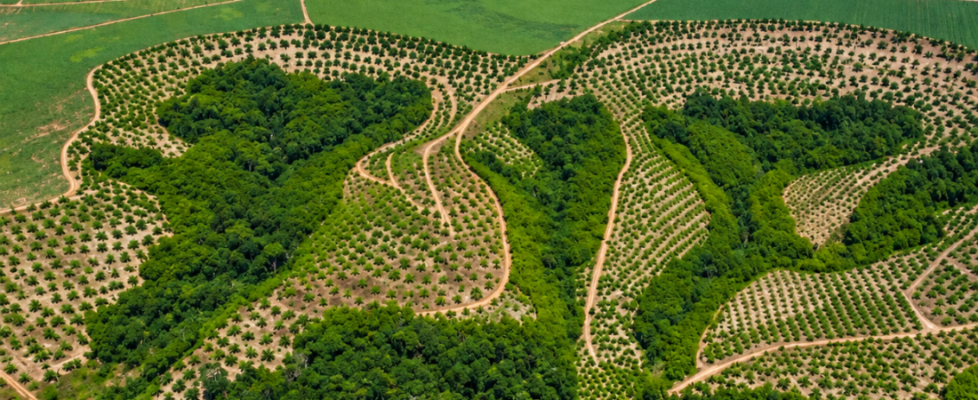 Agricultura ocupa 11 milhões de hectares a mais na Mata Atlântica em quatro décadas